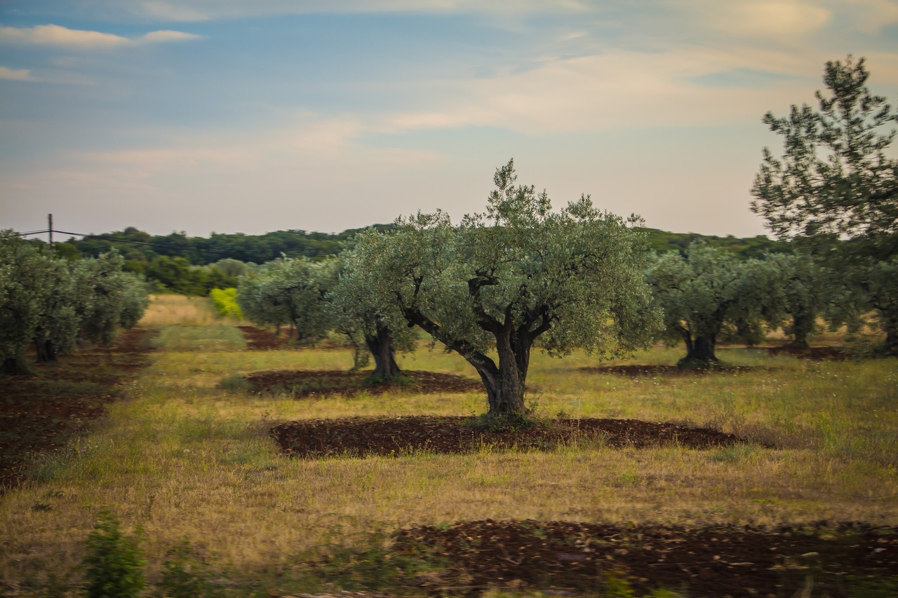 Оливковая роща, Хорватия
